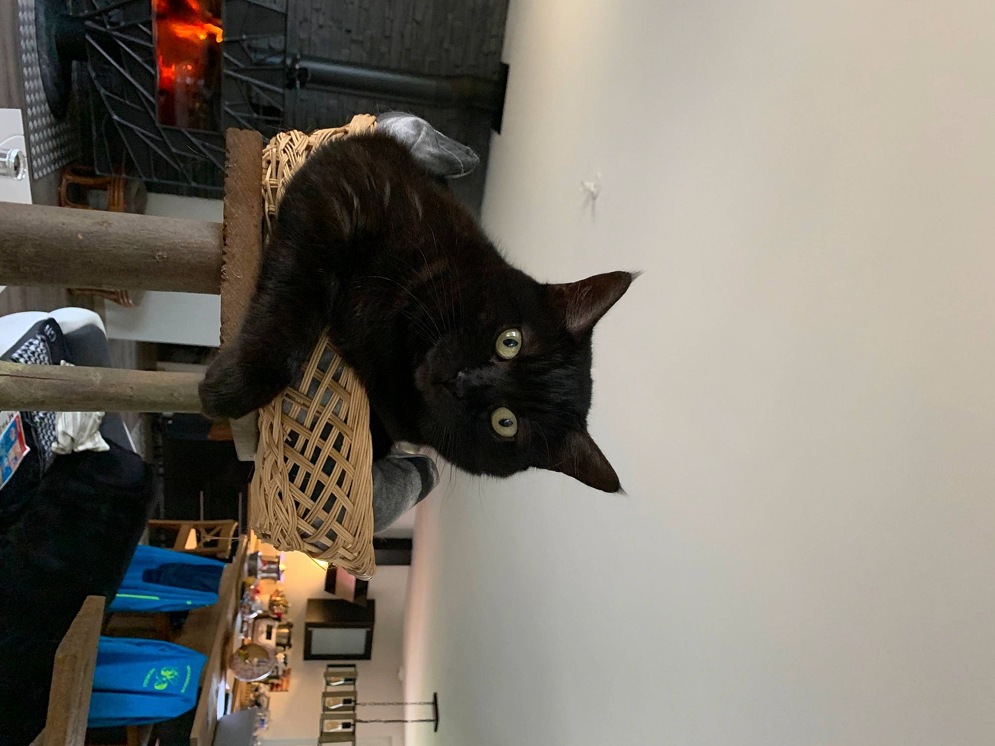 Milky a rejoint le concours — aidez-le/la à gagner de superbes lots ! black_cat, bombay, carnivore, cat, chair, domestic_short_haired_cat, felidae, fur, room, small_to_medium_sized_cats, tail, whiskers