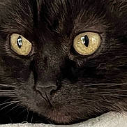 Milky a rejoint le concours — aidez-le/la à gagner de superbes lots ! cat, black_cat, close_up, face, eyes, whiskers, fur, pet, animal, resting, texture, yellow_eyes, indoor, portrait, closeup, feline, looking, soft_surface, detail, focus