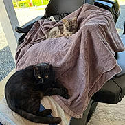 Lytchie Et Milky participe au concours pour gagner de l'argent avec cette photo : cat, black_cat, gray_cat, towel, chair, outdoor, pet, animal, relaxing, feline, fur, resting, domestic_animal, sunlight, comfort, seat, cozy, two_cats, nature, quiet