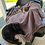 cat, black_cat, gray_cat, towel, chair, outdoor, pet, animal, relaxing, feline, fur, resting, domestic_animal, sunlight, comfort, seat, cozy, two_cats, nature, quiet