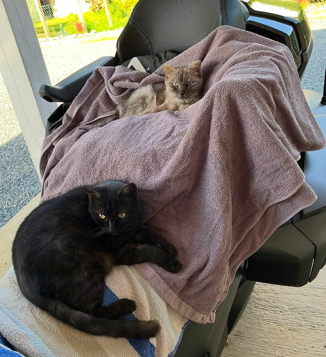 Lytchie Et Milky participe au concours pour gagner de l'argent avec cette photo : cat, black_cat, gray_cat, towel, chair, outdoor, pet, animal, relaxing, feline, fur, resting, domestic_animal, sunlight, comfort, seat, cozy, two_cats, nature, quiet
