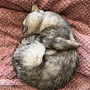 Lytchie a rejoint le concours — aidez-le/la à gagner de superbes lots ! cat, sleeping, curled_up, fur, towel, pink, cozy, pet, animal, resting, cute, feline, indoor, soft_texture, whiskers, tail, close_up, domestic_animal, relaxation, nap