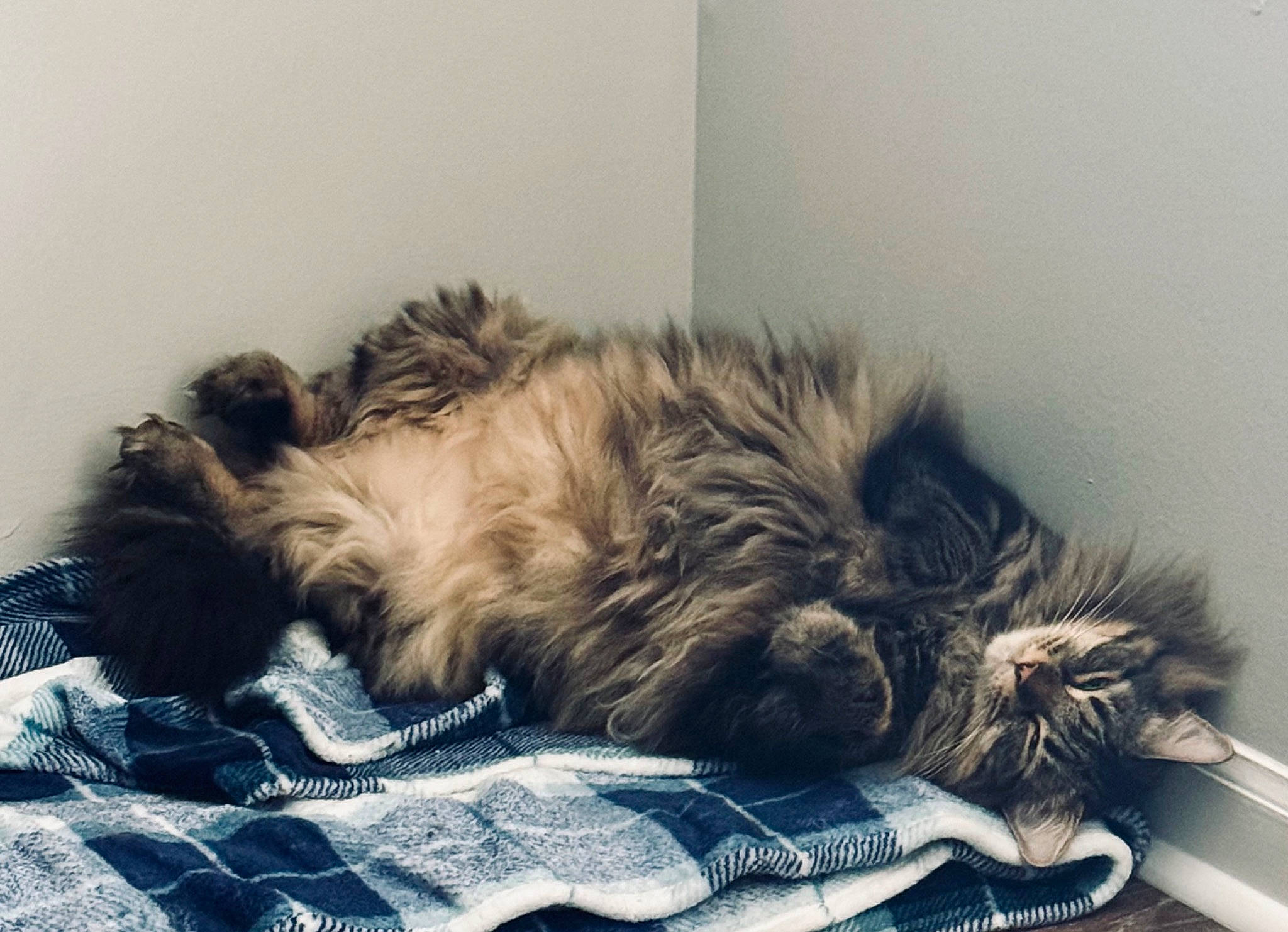 Beethoven joined the competition — help win amazing prizes! carnivore, cat, claw, comfort, companion_dog, dog_breed, felidae, fur, maine_coon, nap, paw, sleep, small_to_medium_sized_cats, snout, sporting_group, tail, terrestrial_animal, whiskers