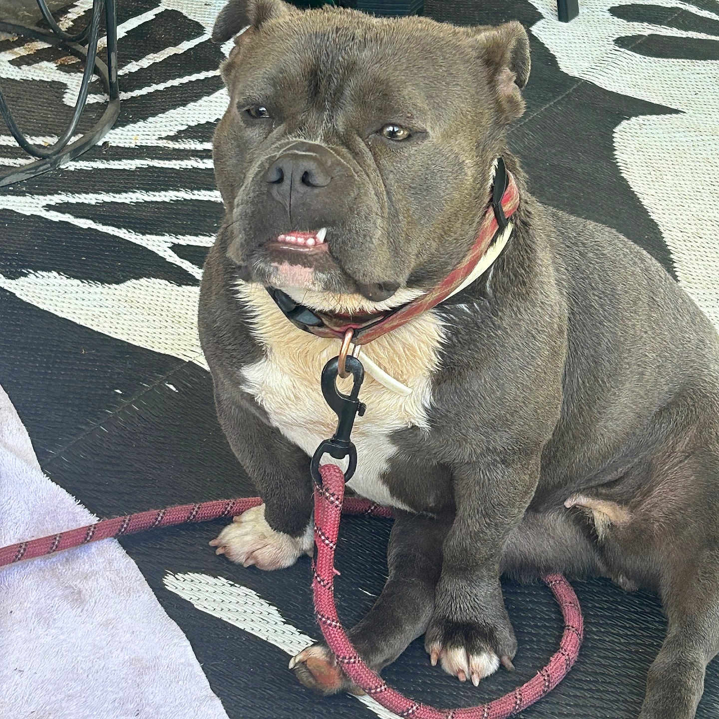 Bella