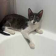Sage joined the competition — help win amazing prizes! kitten, cat, bathtub, foam, bubbles, curious, gray_and_white, pet, indoor, animal, water, edge, young, small, cute, feline, looking, alert, white_background, domestic