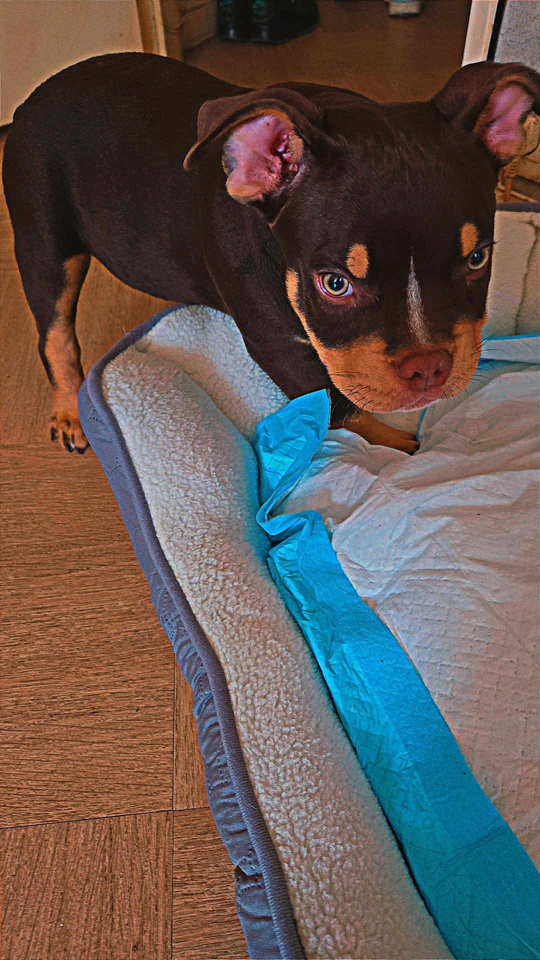 Aïko