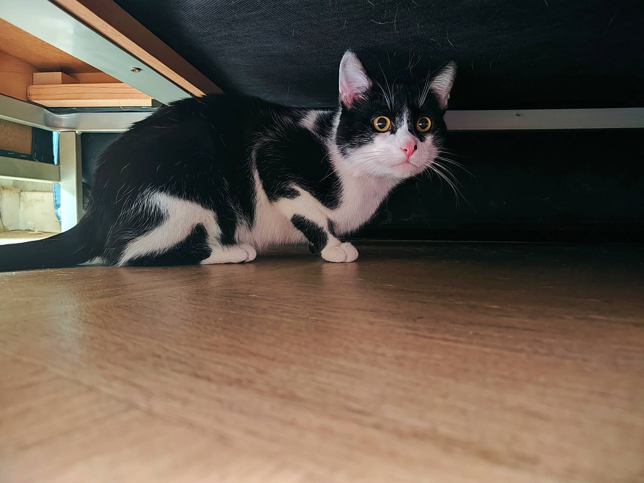 Stitch a rejoint le concours — aidez-le/la à gagner de superbes lots ! carnivore, cat, domestic_short_haired_cat, felidae, flooring, fur, hardwood, laminate_flooring, paw, small_to_medium_sized_cats, snout, tail, terrestrial_animal, varnish, whiskers, wood, wood_flooring, wood_stain