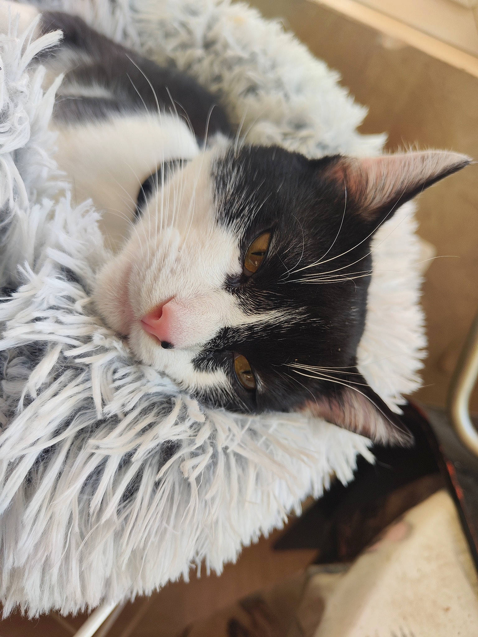 Stitch participe au concours pour gagner de l'argent avec cette photo : carnivore, cat, claw, comfort, domestic_short_haired_cat, felidae, fur, nap, natural_material, paw, sleep, small_to_medium_sized_cats, snout, tail, whiskers