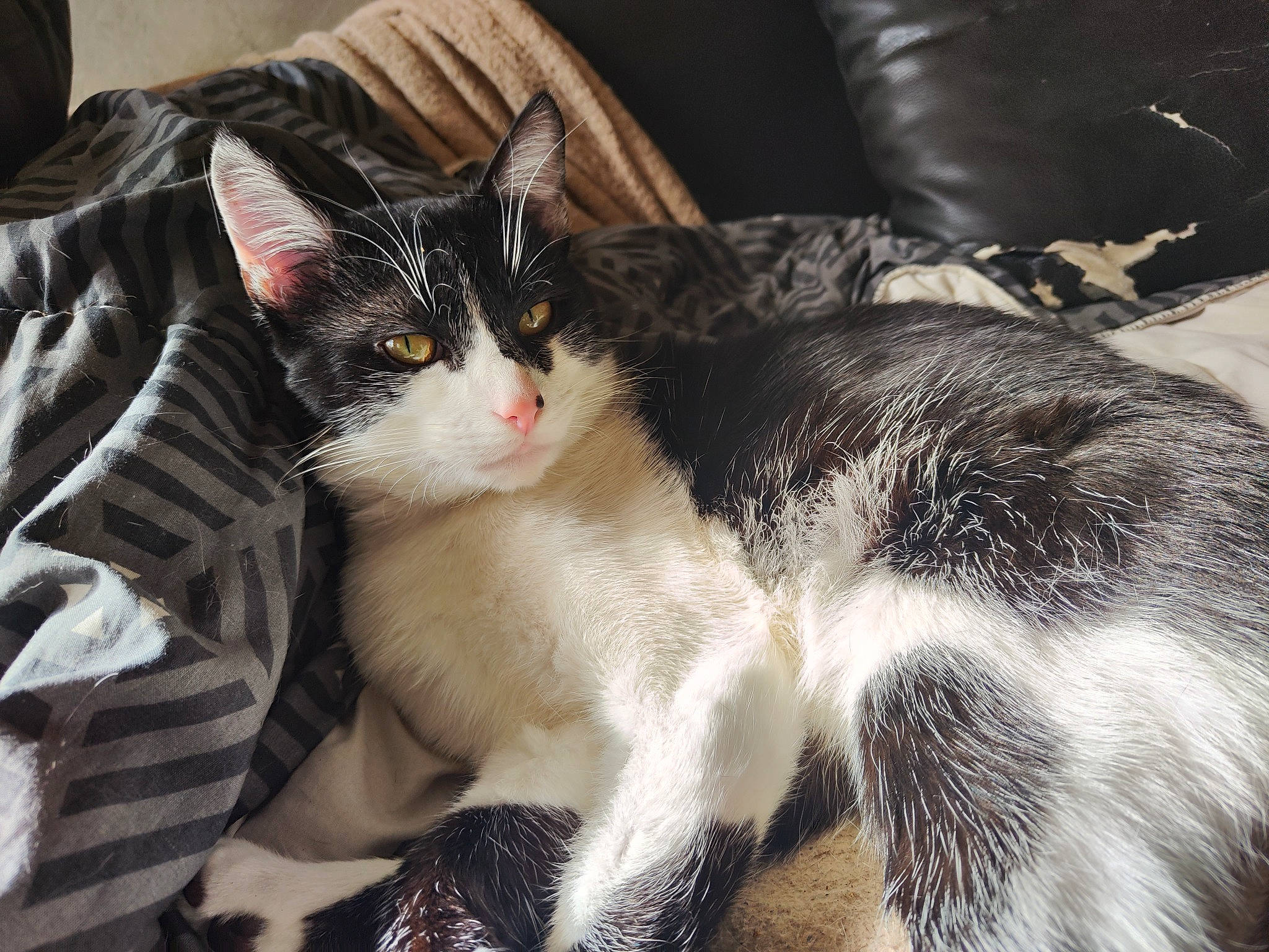 Stitch participe au concours pour gagner de l'argent avec cette photo : box, carnivore, cat, claw, comfort, domestic_short_haired_cat, felidae, fur, paw, small_to_medium_sized_cats, snout, tail, tree, whiskers