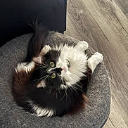 Rudy joined the competition — help win amazing prizes! animal, black_and_white, cat, companion, cozy, curled_up, cute, domestic, fluffy, fur, furniture, home, indoor, looking_up, pet_bed, relaxed, resting, tail, whiskers, wooden_floor