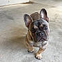 adorable, animal, brown, close_up, companion, concrete_floor, curious, cute, dog, domestic_animal, ears, french_bulldog, looking_up, mammal, outdoor, pet, puppy, short_hair, standing, young