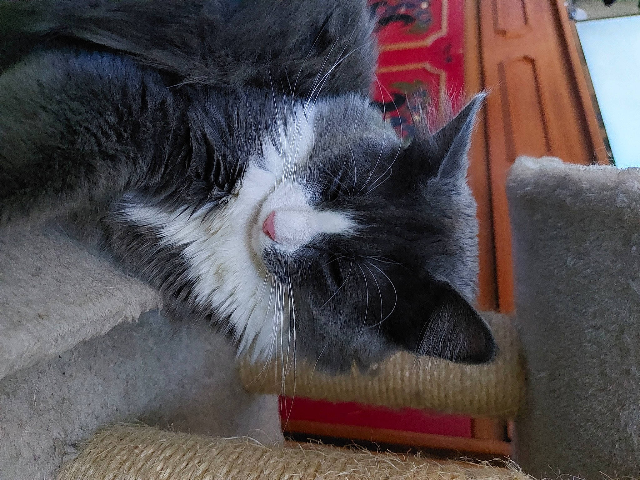 Loukoum participe au concours pour gagner de l'argent avec cette photo : box, cardboard, carmine, carnivore, cat, claw, comfort, domestic_short_haired_cat, felidae, flooring, fur, grey, paw, shipping_box, small_to_medium_sized_cats, snout, tail, whiskers, window, wood