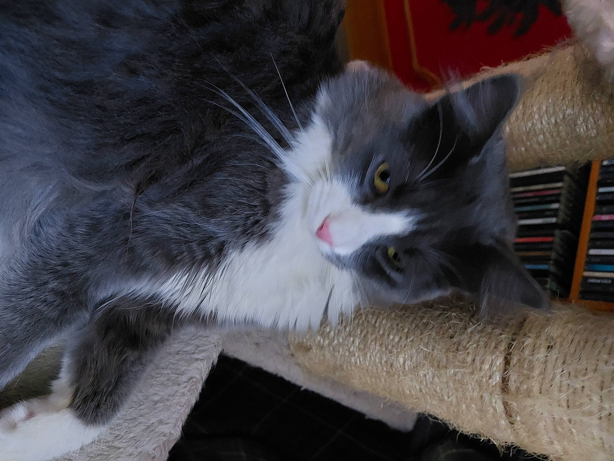 Loukoum a rejoint le concours — aidez-le/la à gagner de superbes lots ! box, carnivore, cat, chartreux, claw, domestic_short_haired_cat, felidae, fur, grey, paw, small_to_medium_sized_cats, snout, tail, whiskers