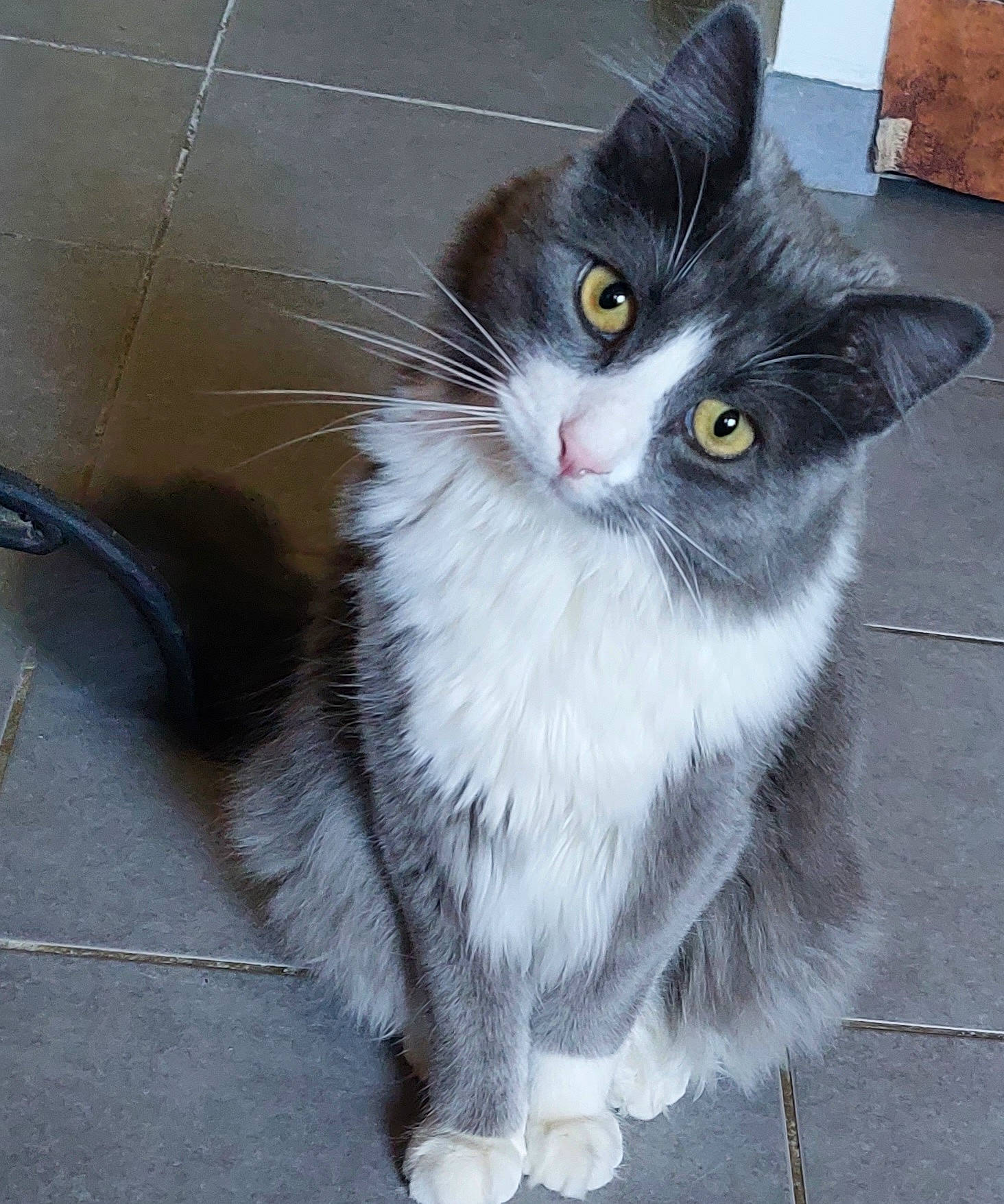 Loukoum participe au concours pour gagner de l'argent avec cette photo : british_longhair, carnivore, cat, claw, domestic_short_haired_cat, eye, felidae, flooring, foot, fur, grey, paw, sitting, small_to_medium_sized_cats, snout, tail, whiskers, window