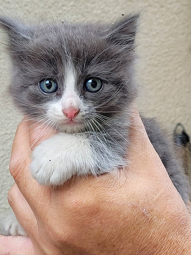 Loukoum participe au concours pour gagner de l'argent avec cette photo : box, carnivore, cat, claw, domestic_short_haired_cat, eye, fawn, felidae, finger, fur, gesture, hand, head, iris, nail, paw, small_to_medium_sized_cats, snout, tail, whiskers