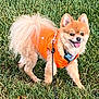 dog, pomeranian, orange_jacket, grass, outdoor, pet, small_dog, fluffy_tail, happy, tongue_out, leash, canine, cute, animal, nature, walking, summer, fur, playful, companion