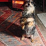 begging, carpet_pattern, cozy, dog, fur, furniture, heater, home, indoor, looking_up, paws, pet, portrait, rug, small_dog, space_heater, standing, tongue, warm_light, wood_floor