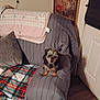 animal, blanket, brown, couch, cozy, decor, dog, door, floor, fur, furniture, indoor, painting, pet, pillow, quilt, room, seated, small_dog, wall