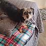 Tinni joined the competition — help win amazing prizes! dog, small_dog, scruffy_fur, black_fur, brown_fur, plaid_blanket, gray_quilt, couch, indoor, wooden_floor, curious, alert, pet, animal, furniture, cozy, looking_at_camera, floor_rug, home, companion