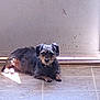 animal, black_dog, casual, dog, door, floor_tile, fur, gray_dog, home, indoor, light, lying_down, paw, pet, relaxed, resting, shadow, small_dog, sunlight, tile_floor