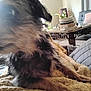 artwork, blanket, blur, carpet, coffee_table, couch, cozy, decor, dog, frame, fur, furniture, indoor, knitted, living_room, pet, pillow, plant, small_dog, wooden