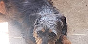 Tinni is registered to the contest to win money with this photo: dog, scruffy, floor, tile, door, light, paw, fur, pet, animal, indoors, relaxed, brown, black, small_dog, cute, laying_down, companion, canine, domestic