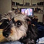 Tinni is registered to the contest to win money with this photo: dog, close_up, indoor, blanket, furniture, television, bookshelf, shelf, blurred_background, pet, animal, fur, home, cozy, curious, portrait, resting, living_room, scruffy, cute