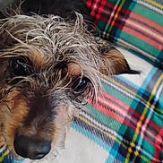 Tinni is registered to the contest to win money with this photo: dog, wet, close_up, face, eyes, blanket, plaid, pattern, fur, nose, pet, cozy, indoors, animal, cute, portrait, expression, comfort, texture, colorful