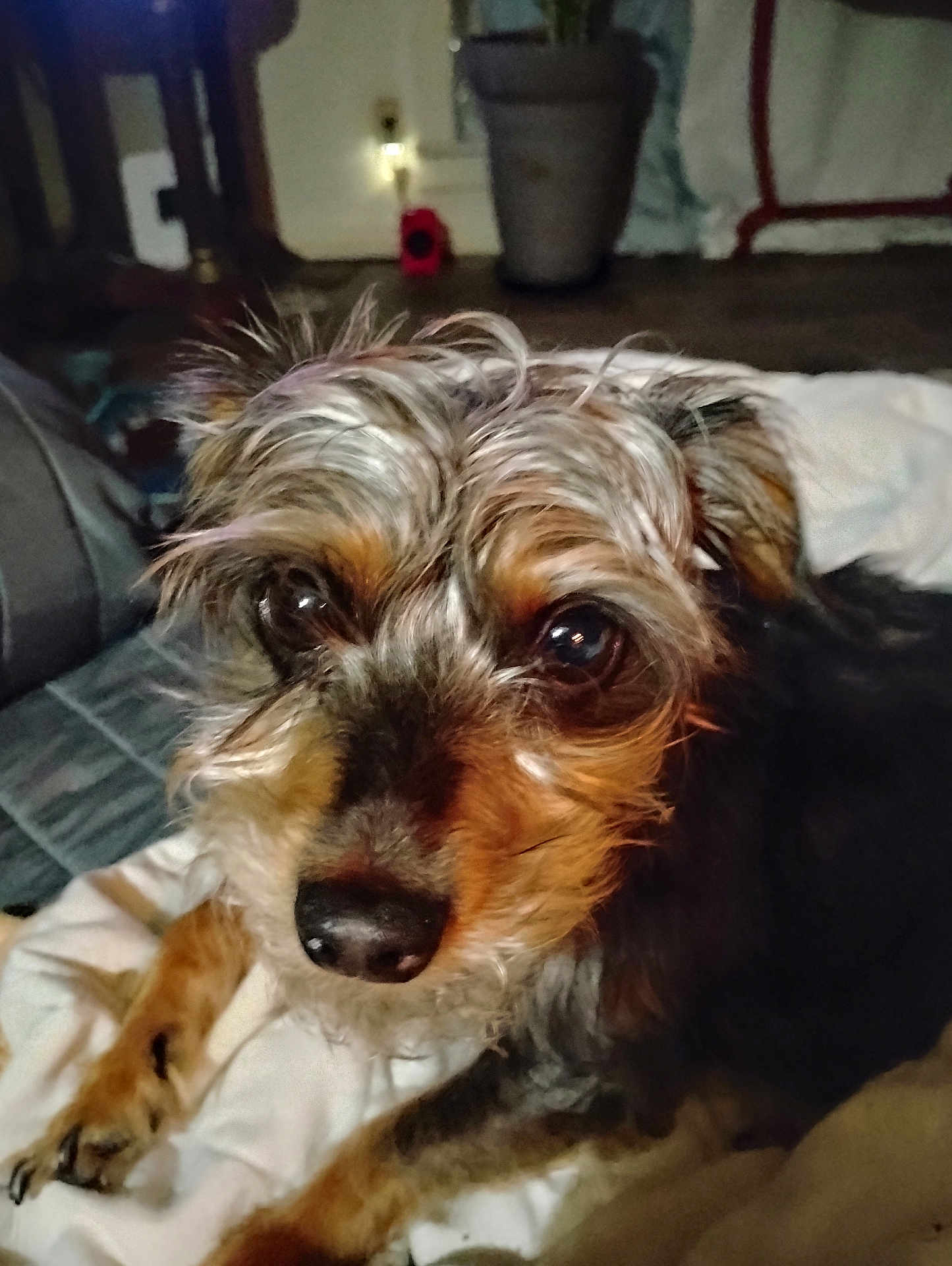 Tinni is registered to the contest to win money with this photo: animal, black, blanket, brown, canine, close_up, companion, cozy, curious, cute, dog, eyes, face, fur, furry, indoor, laying, paw, pet, portrait