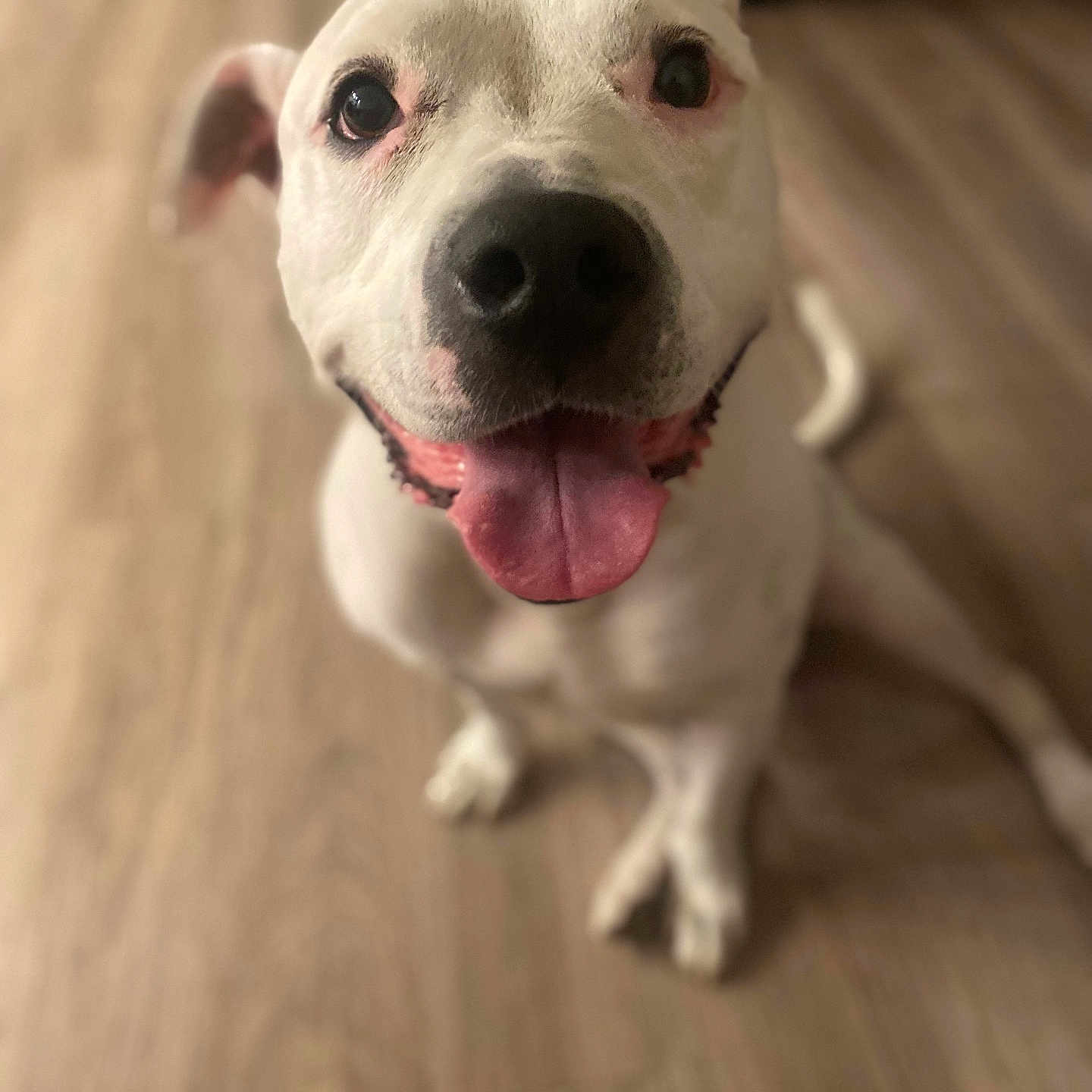 Toula is registered to the contest to win money with this photo: animal, canine, close_up, companion, cute, dog, domestic_animal, ears, floor, friendly, fur, happy, indoor, looking_up, pet, playful, sitting, tongue_out, white_dog, wooden_floor