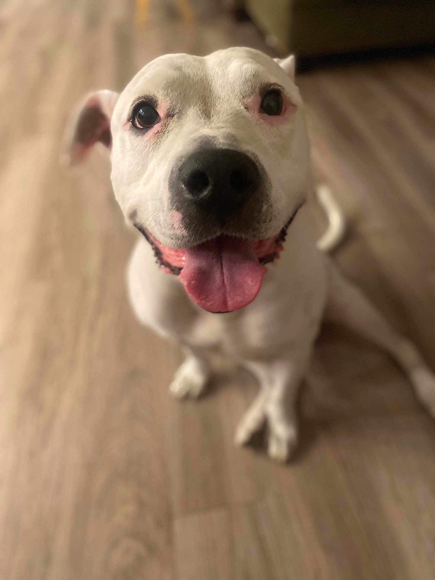 Toula is registered to the contest to win money with this photo: dog, white_dog, pet, tongue_out, happy, indoor, floor, wooden_floor, canine, close_up, looking_up, sitting, animal, companion, friendly, cute, domestic_animal, playful, fur, ears