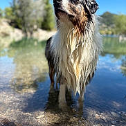 Blue a rejoint le concours — aidez-le/la à gagner de superbes lots ! dog, wet_fur, water, outdoor, nature, river, rocks, blue_sky, trees, mountains, animal, canine, portrait, looking_up, reflection, sunlight, shallow_water, fur, peaceful, summer