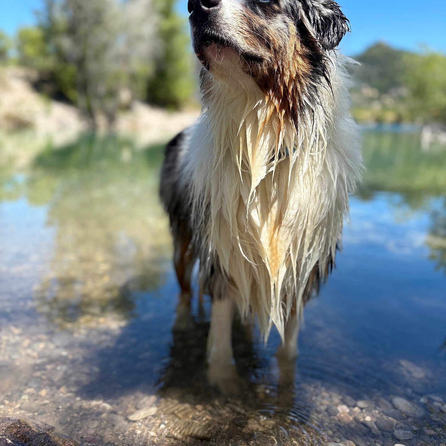 Blue a rejoint le concours — aidez-le/la à gagner de superbes lots ! dog, wet_fur, water, outdoor, nature, river, rocks, blue_sky, trees, mountains, animal, canine, portrait, looking_up, reflection, sunlight, shallow_water, fur, peaceful, summer