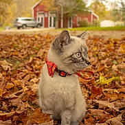Ophelia joined the competition — help win amazing prizes! animal, autumn, barn, car, cat, curious, cute, daylight, fall_leaves, feline, fur, leaf_litter, nature, outdoor, pet, portrait, red_bow_tie, seasonal, sitting, young_cat