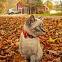 animal, autumn, barn, car, cat, curious, cute, daylight, fall_leaves, feline, fur, leaf_litter, nature, outdoor, pet, portrait, red_bow_tie, seasonal, sitting, young_cat