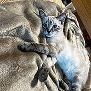 Ophelia joined the competition — help win amazing prizes! animal, blanket, blue_eyes, cat, cozy, curious, cute, feline, fur, indoor, kitten, lying_down, pet, playful, relaxed, small, soft_texture, striped, whiskers, young