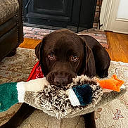 Otter is registered to the contest to win money with this photo: animal, bandana, brown_dog, carpet, chocolate_labrador, cozy, cute, dog, duck_toy, fireplace, home, indoor, labrador_retriever, leather_chair, pet, playful, plush_toy, rug, toy, wood_floor