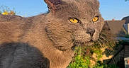 Milo a rejoint le concours — aidez-le/la à gagner de superbes lots ! cat, gray_cat, outdoor, animal, pet, feline, sunlight, garden, greenery, stone_ledge, blue_sky, whiskers, fur, eyes, nature, daylight, closeup, portrait, wild_look, scruffy
