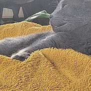 Milo a rejoint le concours — aidez-le/la à gagner de superbes lots ! cat, gray_cat, blanket, yellow_blanket, indoor, furniture, chair, plant, leaf, relaxed, pet, fur, animal, cozy, resting, side_view, domestic_cat, whiskers, comfort, houseplant