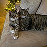 Keanu is registered to the contest to win money with this photo: animal, cat, christmas_tree, companions, couch, cozy, cute, domestic_cat, feline, fur, holiday_lights, indoor, living_room, pets, pillow, relaxing, resting, soft_lighting, tabby_cat, whiskers