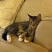 Keanu joined the competition — help win amazing prizes! animal, cat, couch, cozy, cute, domestic, ears, feline, fur, furniture, home, indoor, paw, pet, pillow, relaxed, resting, sofa, tabby, whiskers