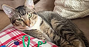 Keanu is registered to the contest to win money with this photo: animal, cat, closeup, comfort, couch, cozy, cute, domestic, feline, green_eyes, home, indoor, knitted_blanket, pet, pillow, relaxed, resting, soft_texture, striped_fur, tabby