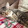 animal, cat, closeup, comfort, couch, cozy, cute, domestic, feline, green_eyes, home, indoor, knitted_blanket, pet, pillow, relaxed, resting, soft_texture, striped_fur, tabby