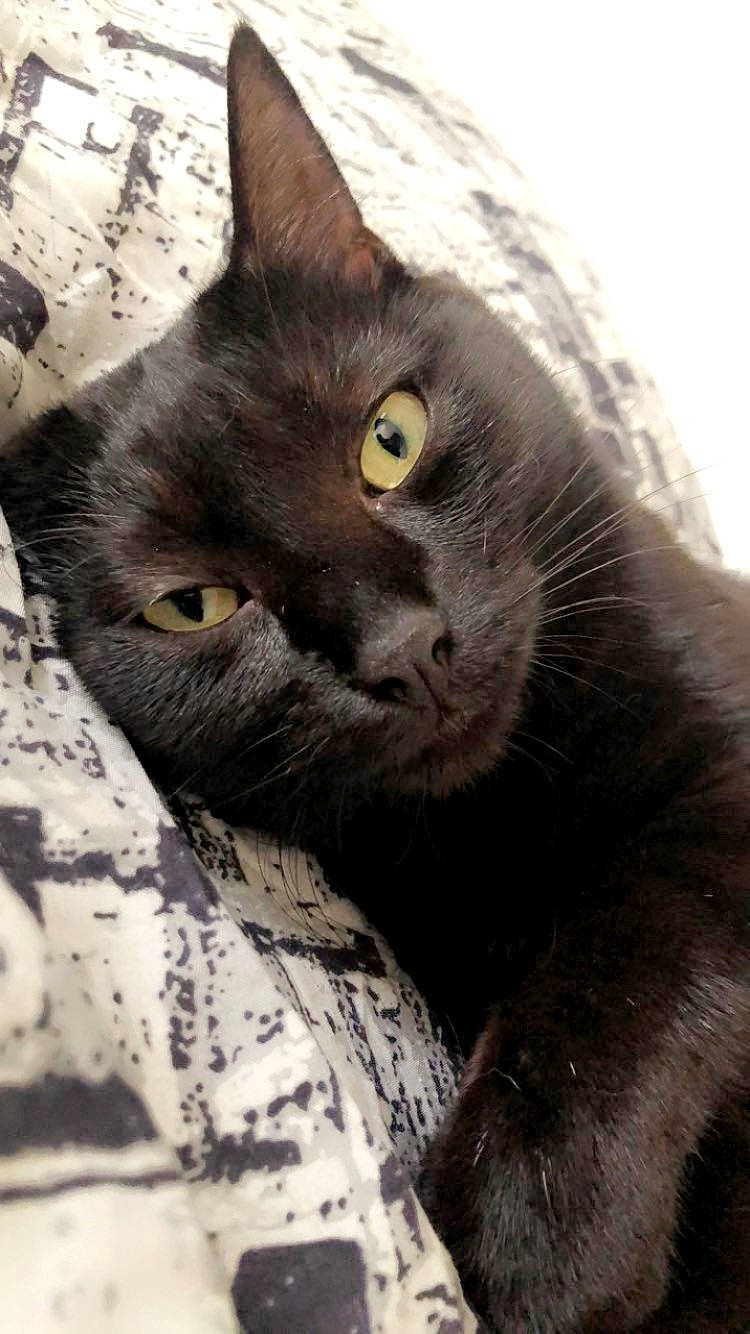 Gaby a rejoint le concours — aidez-le/la à gagner de superbes lots ! black_cat, carnivore, cat, claw, close_up, comfort, domestic_short_haired_cat, ear, felidae, fur, grey, mammal, monochrome_photography, small_to_medium_sized_cats, snout, terrestrial_animal, whiskers, wildlife