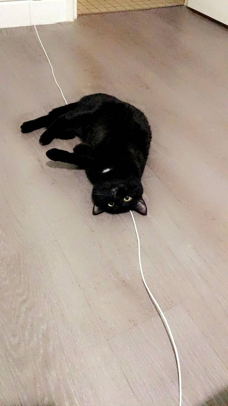 Gaby a rejoint le concours — aidez-le/la à gagner de superbes lots ! black_cat, bombay, carnivore, cat, claw, dog_breed, felidae, floor, flooring, fur, hardwood, laminate_flooring, paw, small_to_medium_sized_cats, snout, tail, whiskers, wood, wood_flooring, working_animal