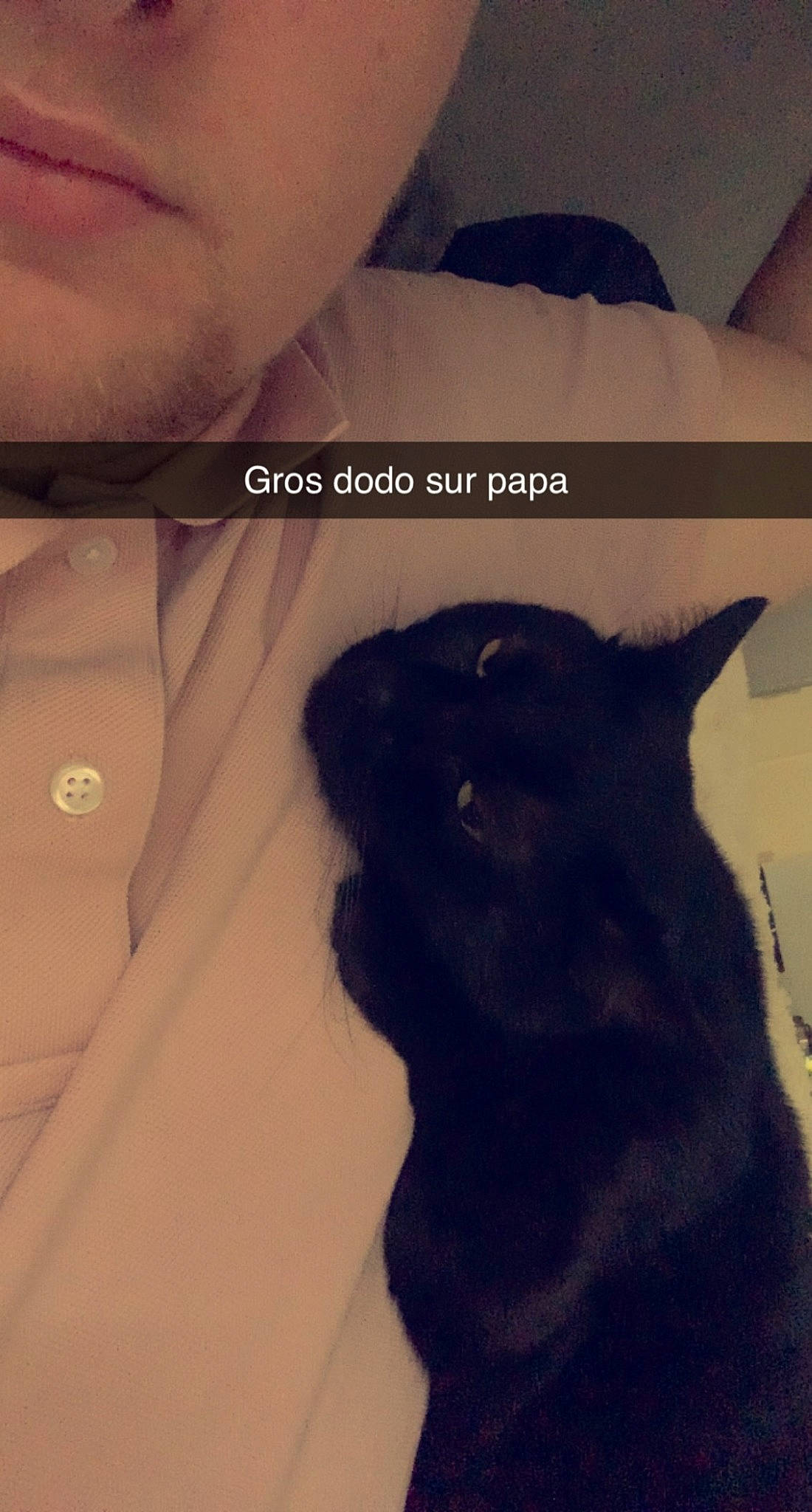 Gaby participe au concours pour gagner de l'argent avec cette photo : black_cat, carnivore, cat, chest, collar, fashion_accessory, felidae, font, formal_wear, fur, gesture, grey, neck, selfie, sleeve, small_to_medium_sized_cats, snout, t_shirt, tail, whiskers