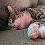 beige, cat, closeup, comfort, couch, cozy, domestic_animal, feline, fur, indoor, nap, paws, pet, relaxed, resting, sleeping, sunlight, tabby, texture, whiskers