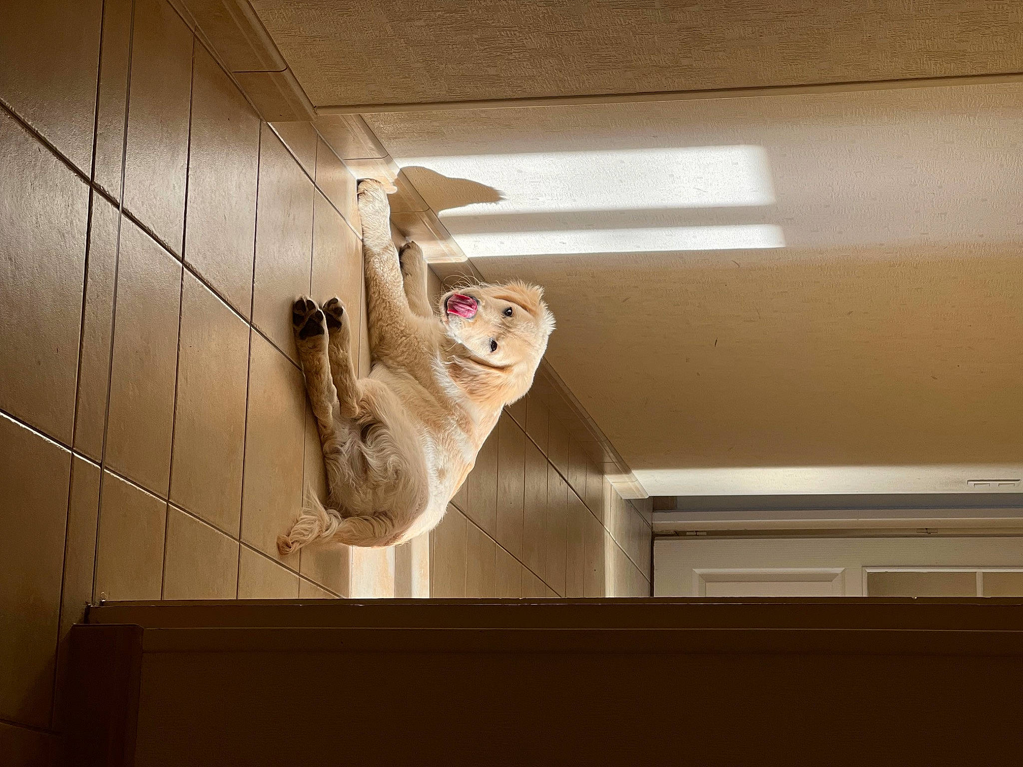 Vegas participe au concours pour gagner de l'argent avec cette photo : beam, ceiling, daylighting, fawn, felidae, flooring, hardwood, house, light_fixture, lighting_accessory, molding, plaster, plywood, room, shelf, shelving, tail, window, wood