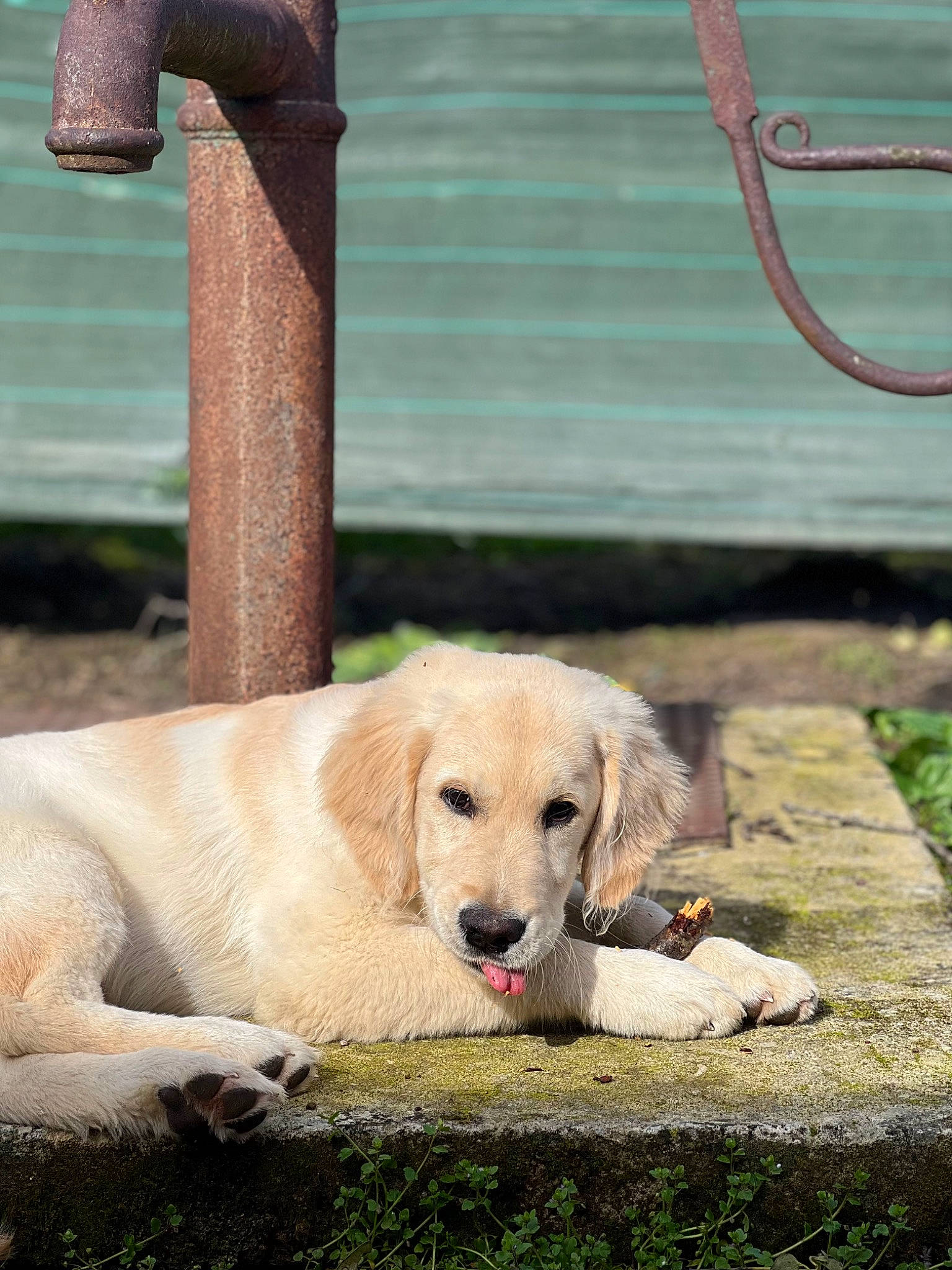 Vegas a rejoint le concours — aidez-le/la à gagner de superbes lots ! canidae, carnivore, companion_dog, dog, dog_breed, fawn, grass, mammal, pet_supply, plant, sidewalk, snout, sporting_group, street, street_dog, tail, tree, vertebrate, wood, working_animal