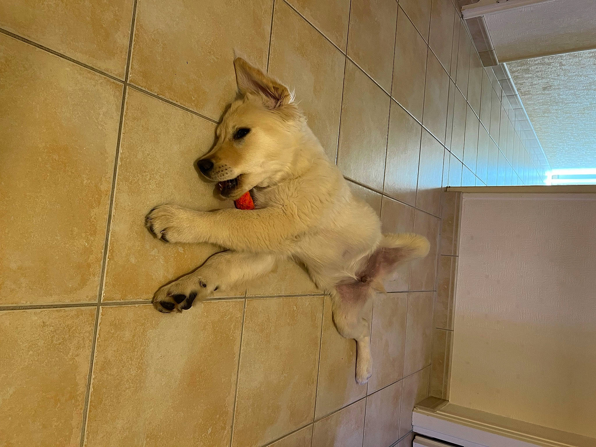 Vegas participe au concours pour gagner de l'argent avec cette photo : ancient_dog_breeds, ball, canidae, carnivore, companion_dog, dog, dog_breed, fawn, floor, flooring, fur, hardwood, non_sporting_group, paw, pet_supply, snout, sporting_group, tail, wood, working_animal